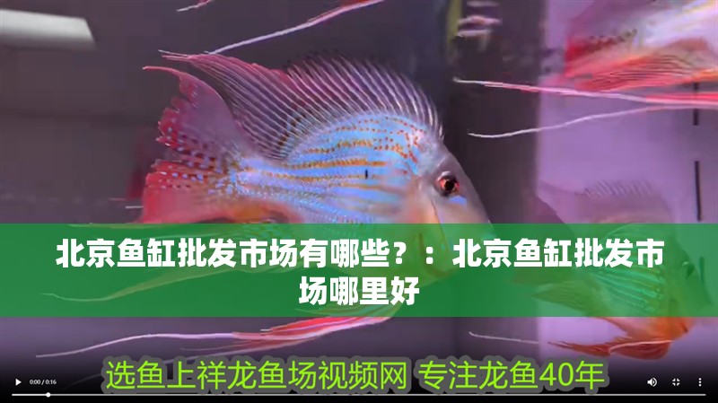 北京魚缸批發市場有哪些？：北京魚缸批發市場哪里好