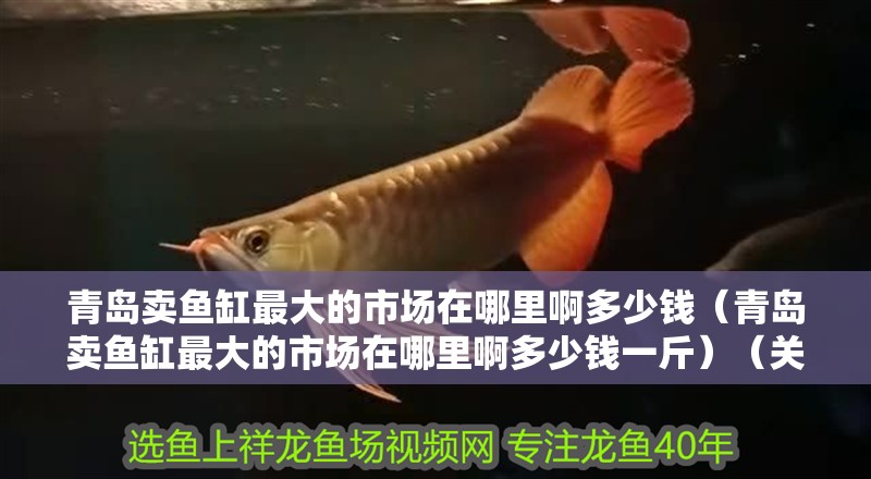 青島賣魚缸最大的市場在哪里啊多少錢（青島賣魚缸最大的市場在哪里啊多少錢一斤）（關于魚缸養護）