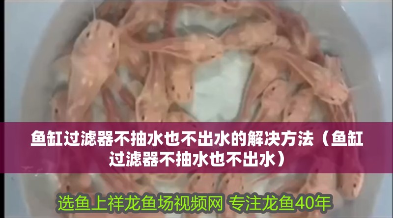 魚缸過濾器不抽水也不出水的解決方法（魚缸過濾器不抽水也不出水）