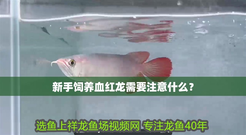 新手飼養血紅龍需要注意什么？