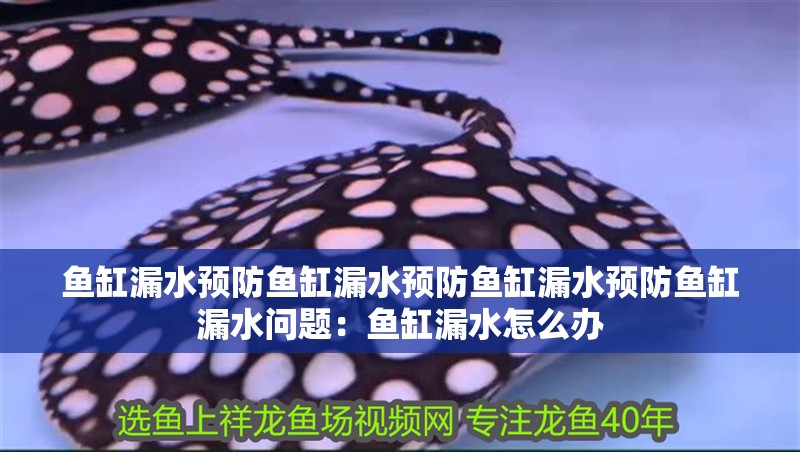 魚缸漏水預防魚缸漏水預防魚缸漏水預防魚缸漏水問題：魚缸漏水怎么辦 魚缸漏水預防魚缸漏水預防魚缸漏水預防魚缸漏水問題：魚缸漏水怎么辦 魚缸百科
