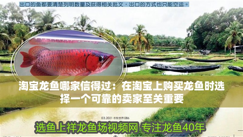淘寶龍魚哪家信得過：在淘寶上購買龍魚時選擇一個可靠的賣家至關重要