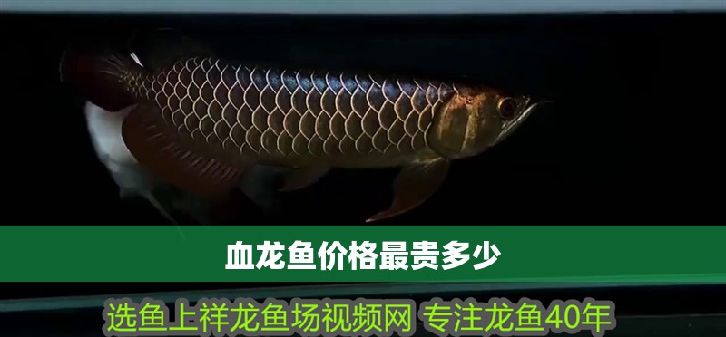 血龍魚價(jià)格最貴多少