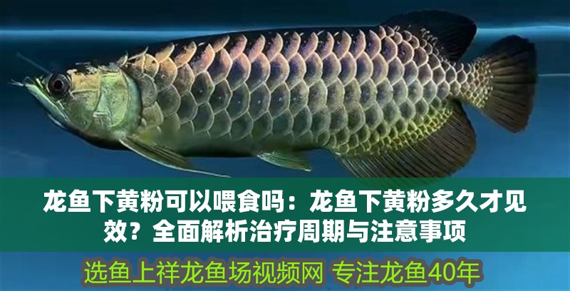 龍魚下黃粉可以喂食嗎：龍魚下黃粉多久才見效？全面解析治療周期與注意事項