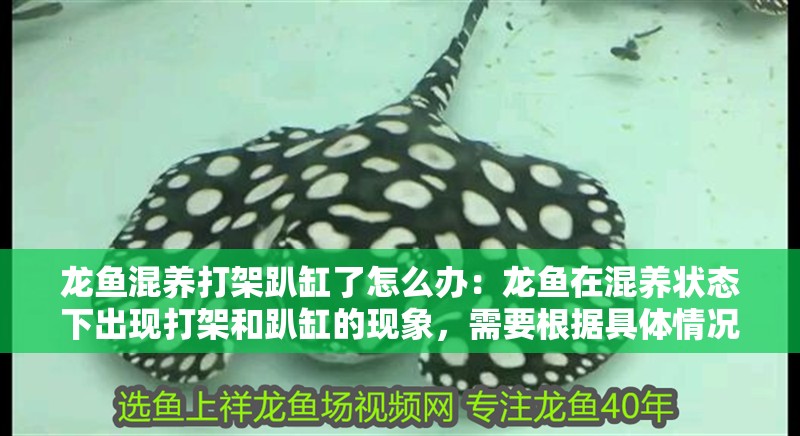 龍魚混養打架趴缸了怎么辦：龍魚在混養狀態下出現打架和趴缸的現象，需要根據具體情況采取不同的處理方法