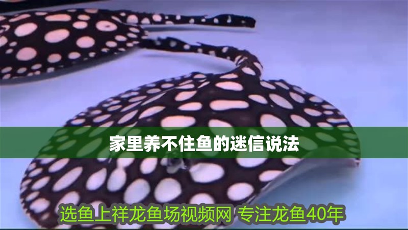家里養(yǎng)不住魚(yú)的迷信說(shuō)法
