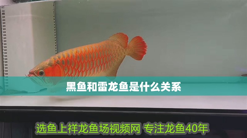 黑魚和雷龍魚是什么關(guān)系