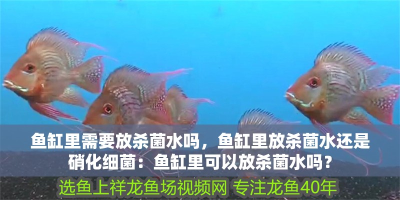 魚缸里需要放殺菌水嗎，魚缸里放殺菌水還是硝化細菌：魚缸里可以放殺菌水嗎？ 魚缸里需要放殺菌水嗎，魚缸里放殺菌水還是硝化細菌：魚缸里可以放殺菌水嗎？ 魚缸百科