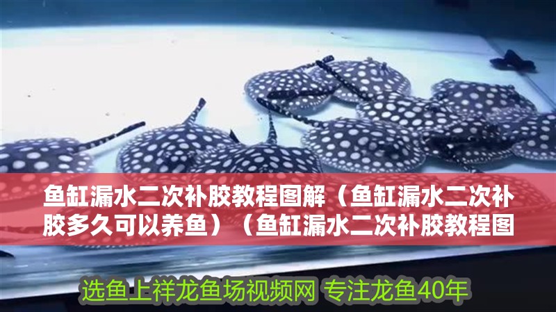 魚(yú)缸漏水二次補(bǔ)膠教程圖解（魚(yú)缸漏水二次補(bǔ)膠多久可以養(yǎng)魚(yú)）（魚(yú)缸漏水二次補(bǔ)膠教程圖解魚(yú)缸漏水二次補(bǔ)膠教程圖解） 魚(yú)缸漏水二次補(bǔ)膠教程圖解（魚(yú)缸漏水二次補(bǔ)膠多久可以養(yǎng)魚(yú)）（魚(yú)缸漏水二次補(bǔ)膠教程圖解魚(yú)缸漏水二次補(bǔ)膠教程圖解） 魚(yú)缸百科