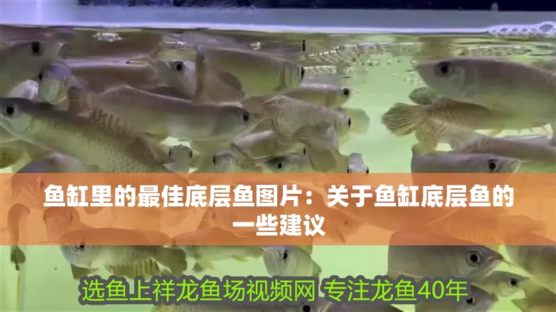 魚缸里的最佳底層魚圖片：關(guān)于魚缸底層魚的一些建議