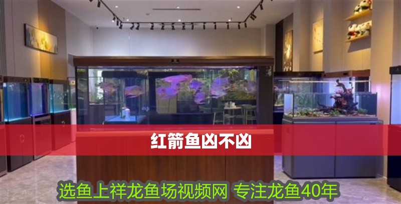 紅箭魚兇不兇 紅箭魚兇不兇 龍魚論壇