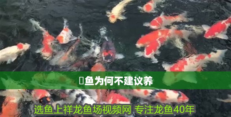 鸚鵡魚和銀龍魚混養怎樣喂食 魟魚為何不建議養 龍魚論壇 魟魚為何不建議養 魟魚為何不建議養 龍魚論壇