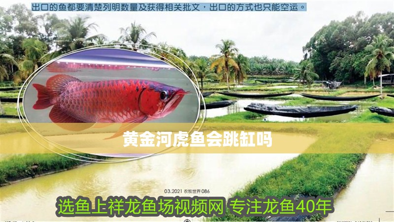 黃金河虎魚會跳缸嗎
