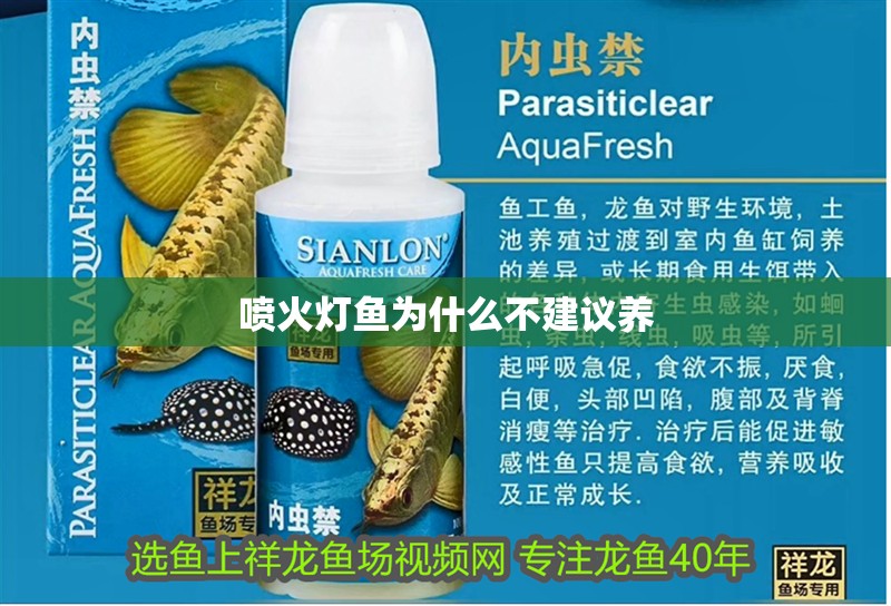 噴火燈魚(yú)為什么不建議養(yǎng)