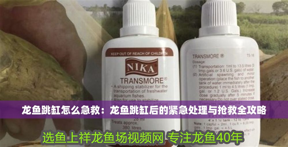 龍魚跳缸怎么急救：龍魚跳缸后的緊急處理與搶救全攻略