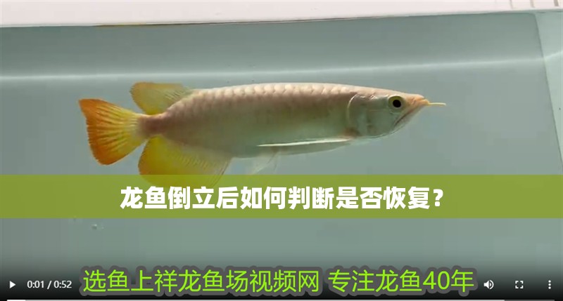 龍魚(yú)倒立后如何判斷是否恢復(fù)？