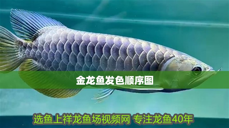 金龍魚發色順序圖 金龍魚發色順序圖 龍魚論壇