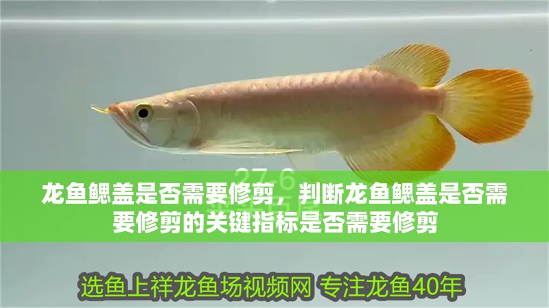龍魚鰓蓋是否需要修剪，判斷龍魚鰓蓋是否需要修剪的關鍵指標是否需要修剪