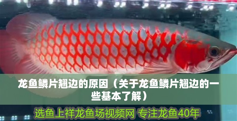 龍魚鱗片翹邊的原因（關于龍魚鱗片翹邊的一些基本了解）