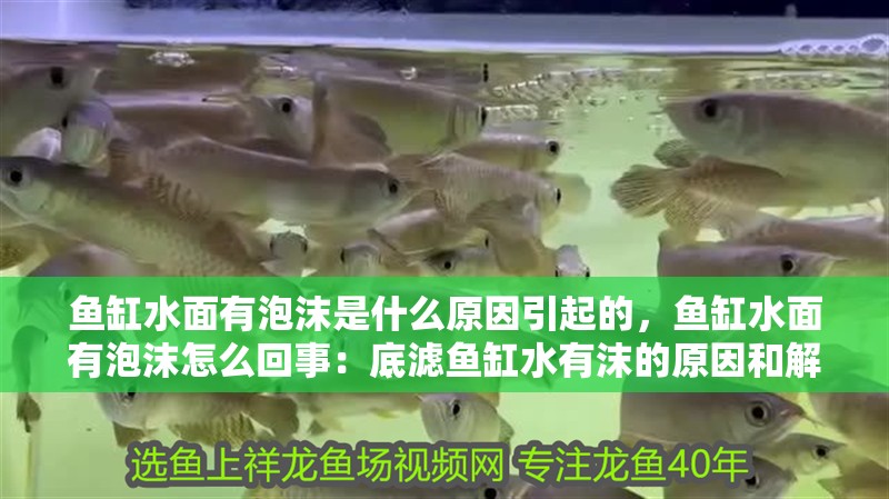 魚缸水面有泡沫是什么原因引起的，魚缸水面有泡沫怎么回事：底濾魚缸水有沫的原因和解決方法 魚缸水面有泡沫是什么原因引起的，魚缸水面有泡沫怎么回事：底濾魚缸水有沫的原因和解決方法 魚缸百科
