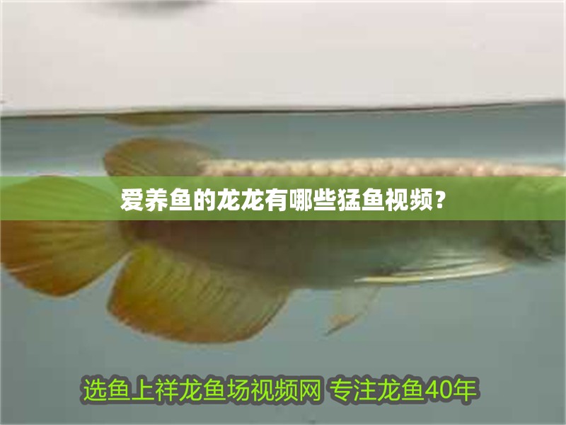 愛養(yǎng)魚的龍龍有哪些猛魚視頻？