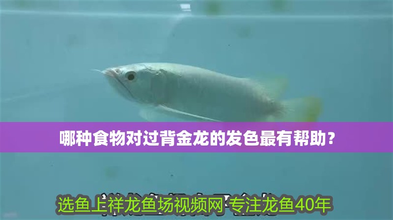 哪種食物對過背金龍的發色最有幫助？ 哪種食物對過背金龍的發色最有幫助？ 龍魚百科