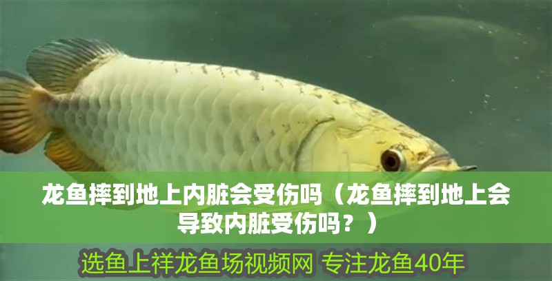 龍魚摔到地上內臟會受傷嗎（龍魚摔到地上會導致內臟受傷嗎？）
