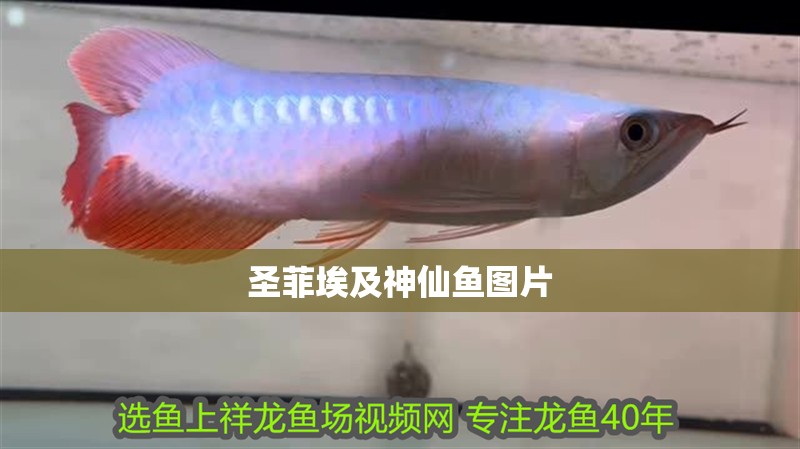 圣菲埃及神仙魚圖片