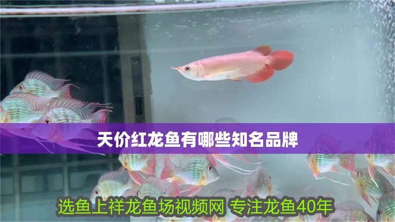 天價(jià)紅龍魚(yú)有哪些知名品牌