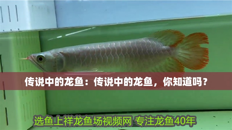 傳說中的龍魚：傳說中的龍魚，你知道嗎？ 傳說中的龍魚：傳說中的龍魚，你知道嗎？ 龍魚百科