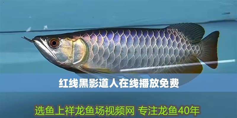 紅線黑影道人在線播放免費