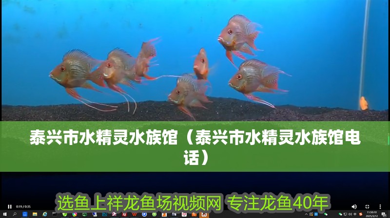 泰興市水精靈水族館（泰興市水精靈水族館電話）