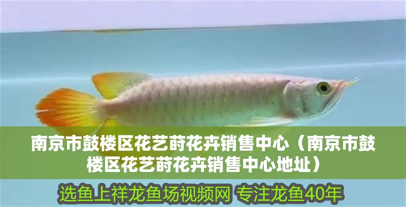 南京市鼓樓區花藝蒔花卉銷售中心（南京市鼓樓區花藝蒔花卉銷售中心地址）