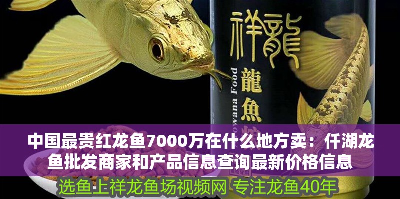 中國最貴紅龍魚7000萬在什么地方賣：仟湖龍魚批發商家和產品信息查詢最新價格信息