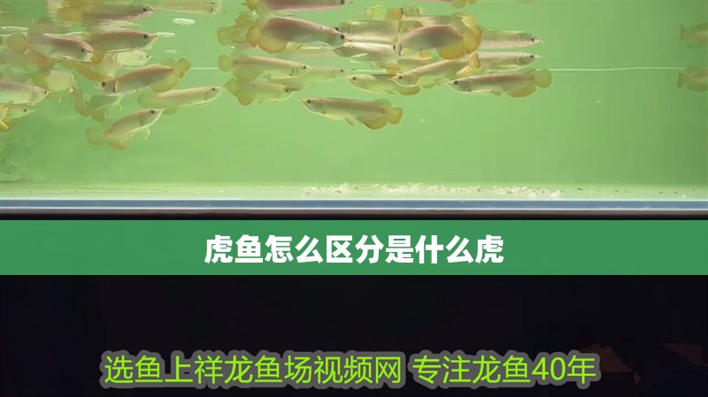 虎魚怎么區(qū)分是什么虎