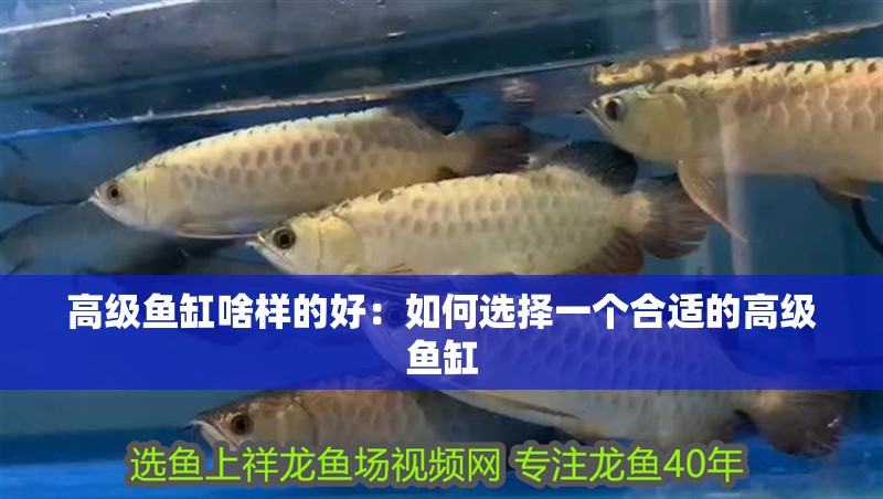 高級(jí)魚(yú)缸啥樣的好：如何選擇一個(gè)合適的高級(jí)魚(yú)缸