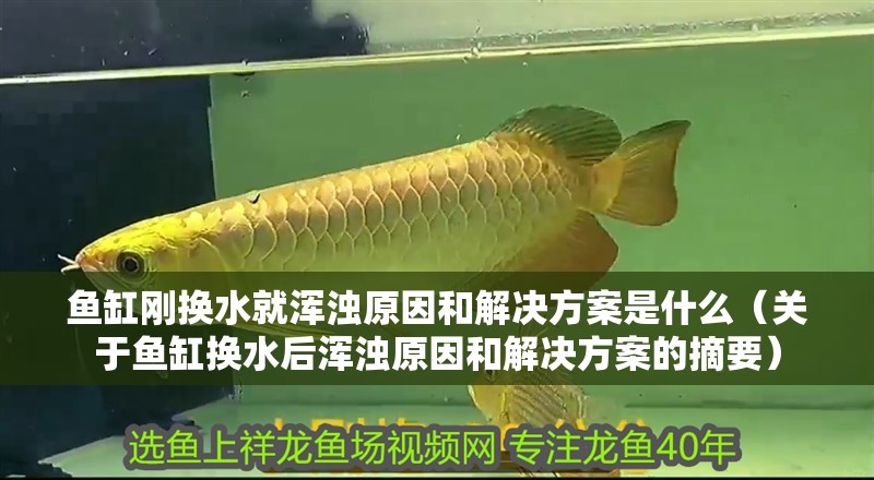 魚缸剛換水就渾濁原因和解決方案是什么（關(guān)于魚缸換水后渾濁原因和解決方案的摘要）