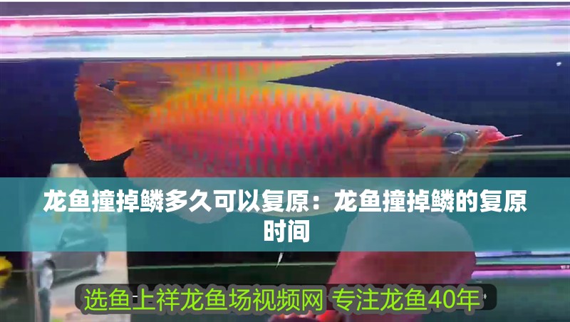 龍魚撞掉鱗多久可以復原：龍魚撞掉鱗的復原時間 龍魚撞掉鱗多久可以復原：龍魚撞掉鱗的復原時間 龍魚百科