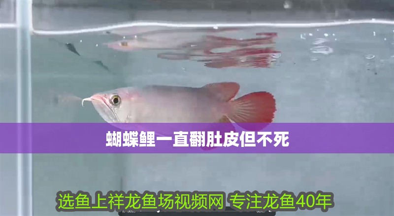 蝴蝶鯉一直翻肚皮但不死