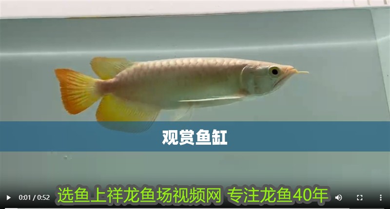 觀賞魚缸