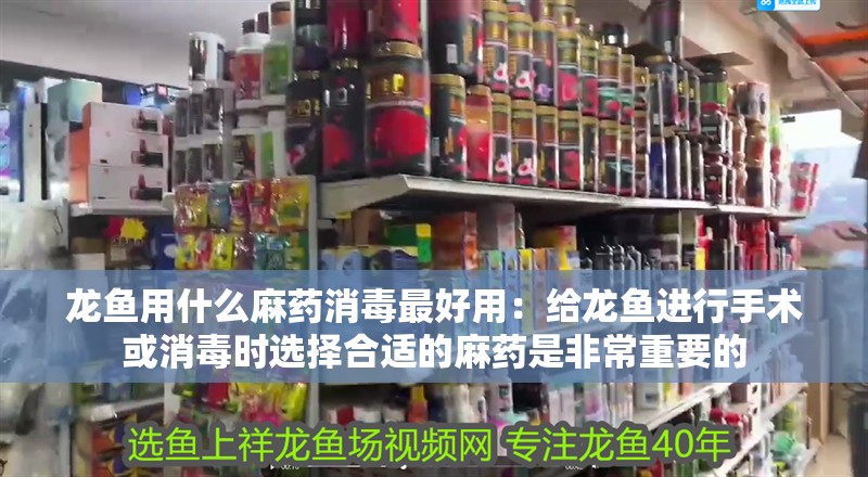 龍魚用什么麻藥消毒最好用：給龍魚進(jìn)行手術(shù)或消毒時(shí)選擇合適的麻藥是非常重要的