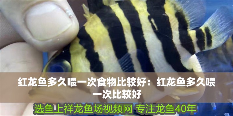 紅龍魚多久喂一次食物比較好：紅龍魚多久喂一次比較好