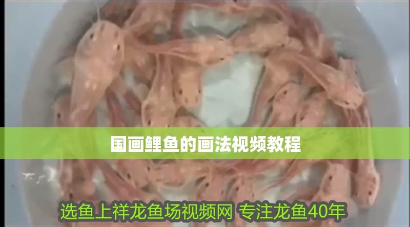 國(guó)畫鯉魚的畫法視頻教程 國(guó)畫鯉魚的畫法視頻教程 龍魚論壇
