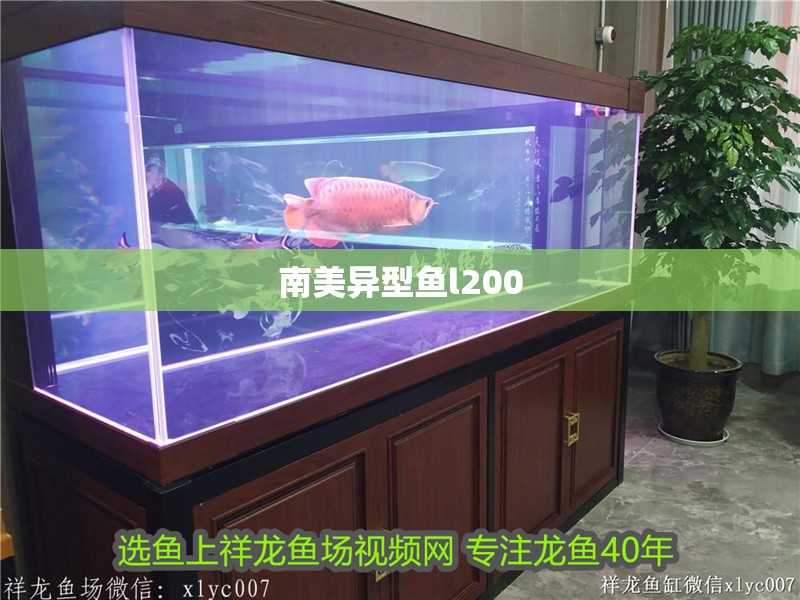 南美異型魚l200