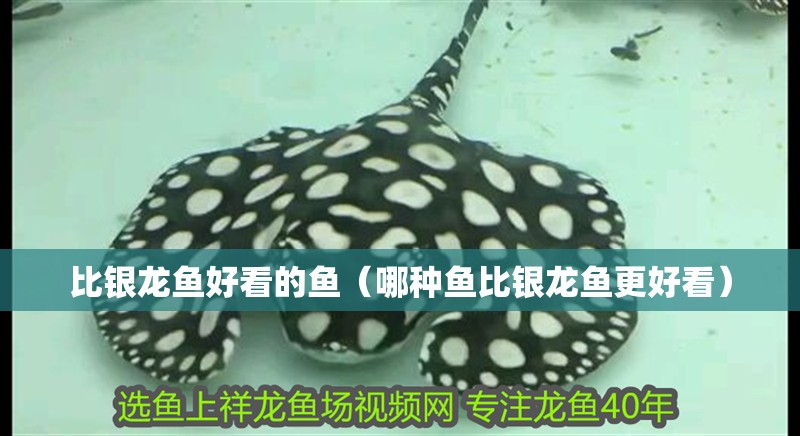 比銀龍魚好看的魚（哪種魚比銀龍魚更好看）