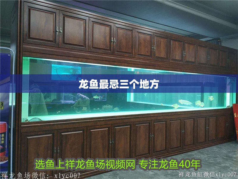 龍魚最忌三個地方