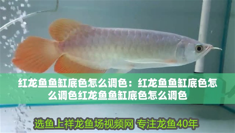 紅龍魚(yú)魚(yú)缸底色怎么調(diào)色：紅龍魚(yú)魚(yú)缸底色怎么調(diào)色紅龍魚(yú)魚(yú)缸底色怎么調(diào)色
