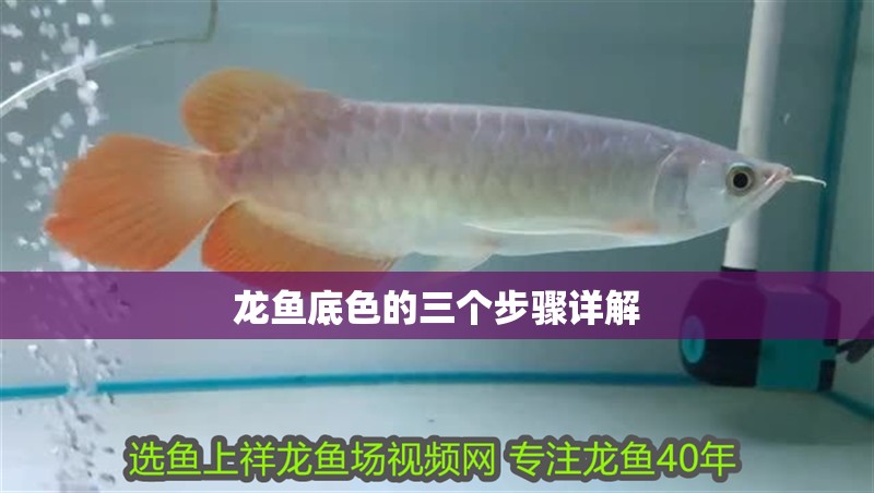龍魚底色的三個步驟詳解
