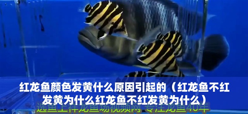 魚缸用增氧泵價格是多少:魚缸增氧機-xtrac增氧機-xtrac增氧機 紅龍魚顏色發黃什么原因引起的(紅龍魚不紅發黃為什么紅龍魚不紅發黃為什么) 龍魚百科 紅龍魚顏色發黃什么原因引起的(紅龍魚不紅發黃為什么紅龍魚不紅發黃為什么) 紅龍魚顏色發黃什么原因引起的(紅龍魚不紅發黃為什么紅龍魚不紅發黃為什么) 龍魚百科