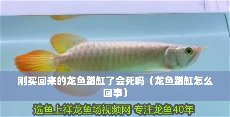 剛買回來的龍魚蹭缸了會死嗎（龍魚蹭缸怎么回事）